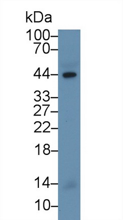 Caspase 1 (CASP1) Rat Polyclonal Antibody