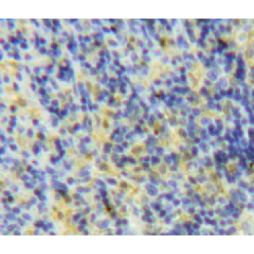 Lymphocyte Antigen 75 (LY75) Mouse Polyclonal Antibody