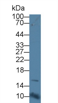 Cluster Of Differentiation 164 (CD164) Rat Polyclonal Antibody