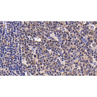 B-Lymphocyte Chemoattractant (BLC) Human Polyclonal Antibody