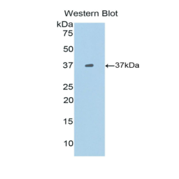 B-Lymphocyte Chemoattractant (BLC) Mouse Polyclonal Antibody
