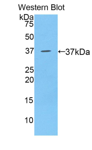 B-Lymphocyte Chemoattractant (BLC) Rat Polyclonal Antibody