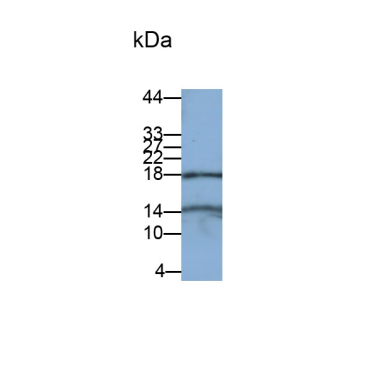 Chemokine (C-X-C Motif) Ligand 2 (CXCL2) Equus caballus, Equine (Horse) Polyclonal Antibody
