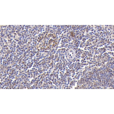 Chemokine (C-X-C Motif) Ligand 2 (CXCL2) Human Polyclonal Antibody