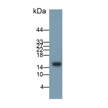 Chemokine (C-X-C Motif) Ligand 2 (CXCL2) Human Polyclonal Antibody