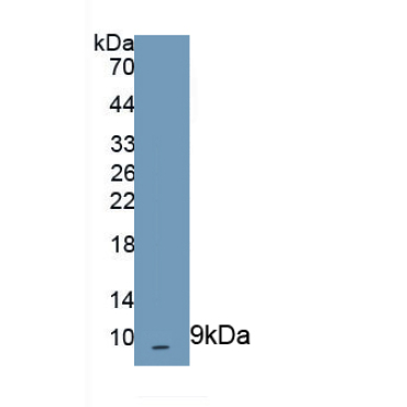 Chemokine (C-X-C Motif) Ligand 2 (CXCL2) Mouse Polyclonal Antibody