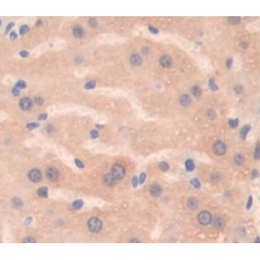 Chemokine (C-X-C Motif) Ligand 2 (CXCL2) Mouse Polyclonal Antibody