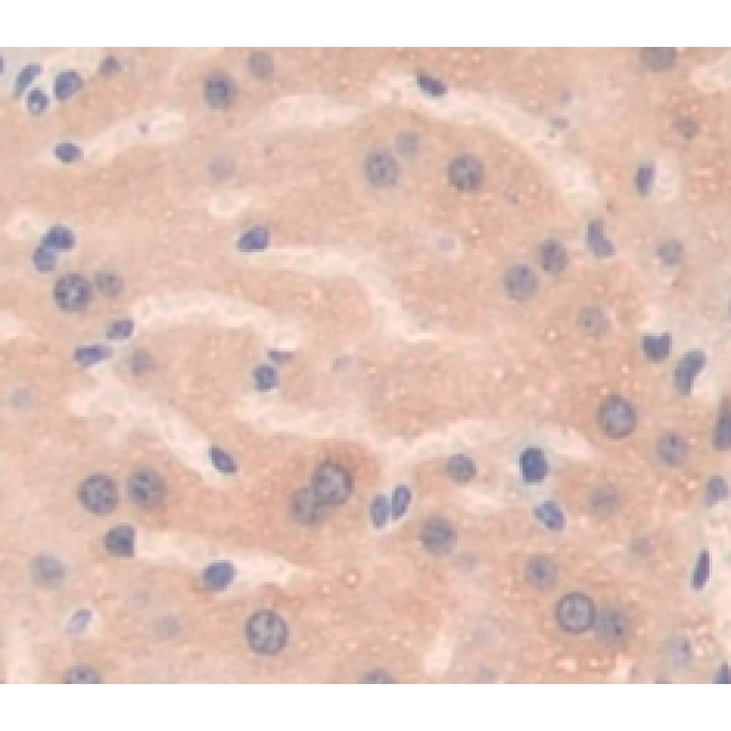 Chemokine (C-X-C Motif) Ligand 2 (CXCL2) Mouse Polyclonal Antibody
