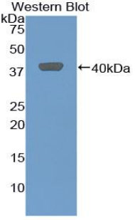 Chemokine (C-X-C Motif) Ligand 2 (CXCL2) Rat Polyclonal Antibody