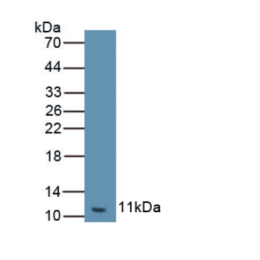 Chemokine (C-X-C Motif) Ligand 3 (CXCL3) Equus caballus, Equine (Horse) Polyclonal Antibody