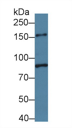 Phospholipase C Beta 3, Phosphoinositide Specific (PLCb3) Mouse Polyclonal Antibody