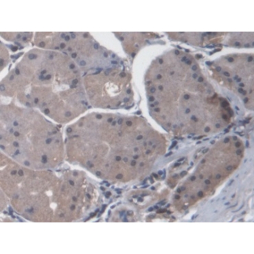 Chemokine (C-X-C Motif) Ligand 14 (CXCL14) Human Polyclonal Antibody