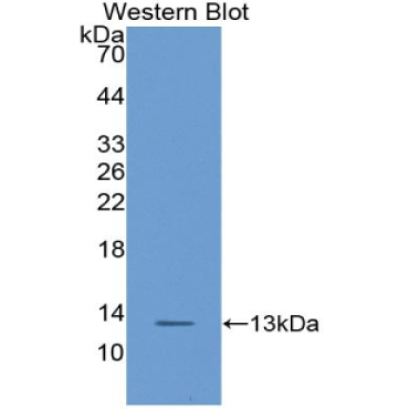Chemokine (C-X-C Motif) Ligand 14 (CXCL14) Mouse Polyclonal Antibody