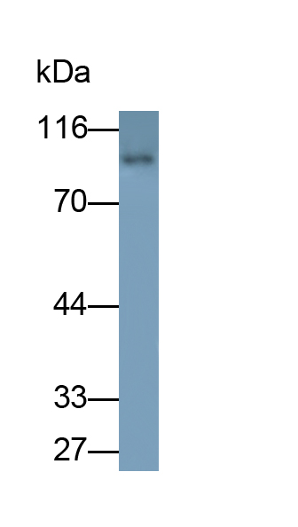 Glucocorticoid Receptor (GR) Rat Polyclonal Antibody