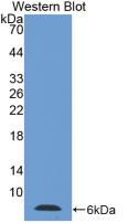 Thymosin Beta 4 (TMSB4X) Mouse Polyclonal Antibody