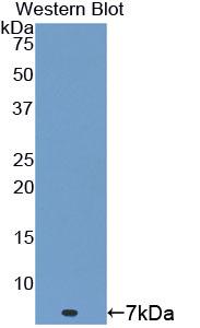 Thymosin Beta 4 (TMSB4X) Rat Polyclonal Antibody