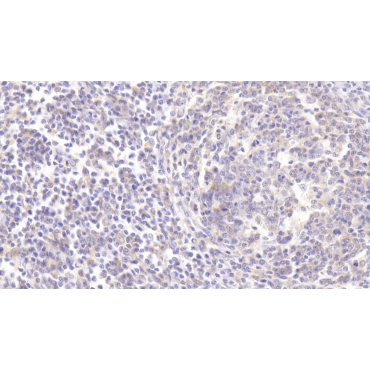 Lysosomal Associated Membrane Protein 3 (LAMP3) Human Polyclonal Antibody