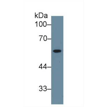 Neuraminidase (NEU) Human Polyclonal Antibody