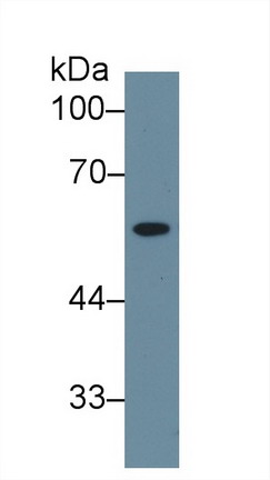 Neuraminidase (NEU) Human Polyclonal Antibody