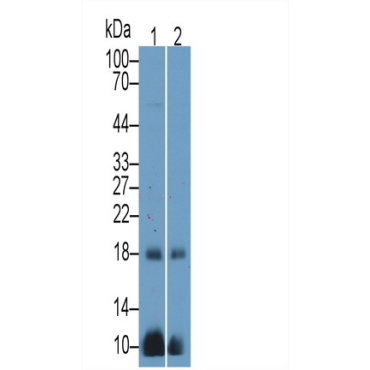 Chorionic Gonadotropin Alpha Polypeptide (CGa) Mouse Polyclonal Antibody