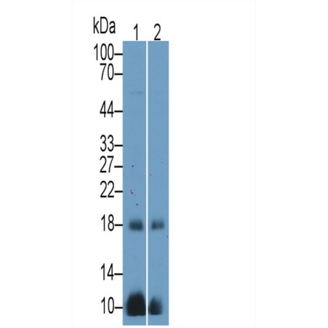 Chorionic Gonadotropin Alpha Polypeptide (CGa) Mouse Polyclonal Antibody