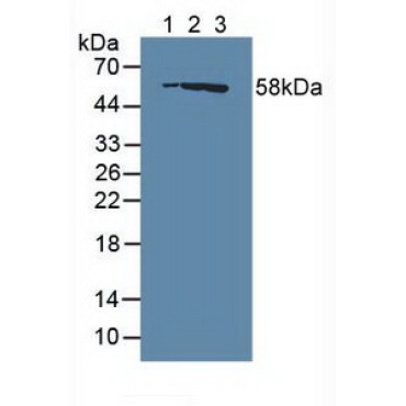 Ras GTPase Activating Protein 1 (RASA1) Human Polyclonal Antibody