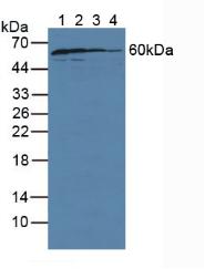 GDP Dissociation Inhibitor 1 (GDI1) Human Polyclonal Antibody