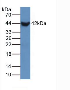 Surfactant Protein B (SP-B) Mouse Polyclonal Antibody