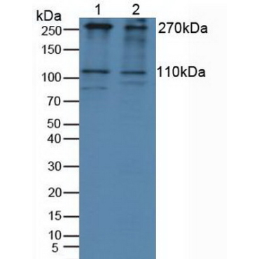 Insulin Like Growth Factor 2 Receptor (IGF2R) Human Polyclonal Antibody