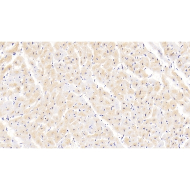 Peptidylprolyl Isomerase C (PPIC) Human Polyclonal Antibody