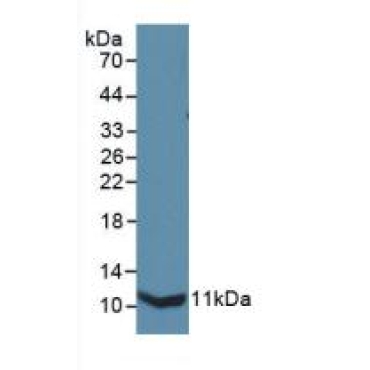 Interleukin 13 Receptor Alpha 2 (IL13Ra2) Mouse Polyclonal Antibody