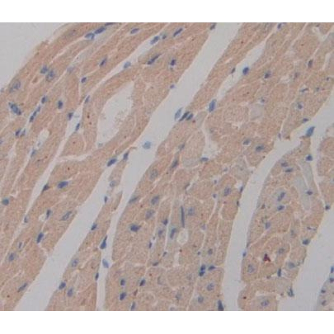 Phosphoglycerate Mutase 2, Muscle (PGAM2) Mouse Polyclonal Antibody