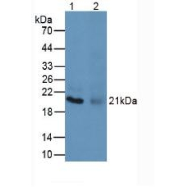 Major Basic Protein (MBP) Mouse Polyclonal Antibody