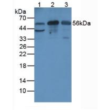 Major Basic Protein (MBP) Mouse Polyclonal Antibody