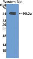 Major Basic Protein (MBP) Rat Polyclonal Antibody