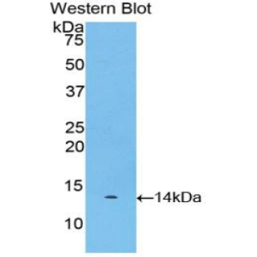Myostatin (MSTN) Bovine (Cattle) Polyclonal Antibody