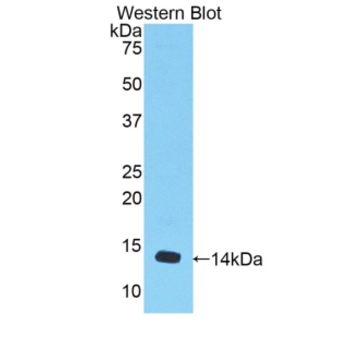 Myostatin (MSTN) Mouse Polyclonal Antibody