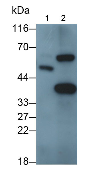 Myostatin (MSTN) Rat Polyclonal Antibody
