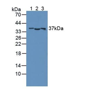 CD300 Antigen Like Family Member C (CD300c) Human Polyclonal Antibody