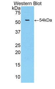Trefoil Factor 3 (TFF3) Pig Polyclonal Antibody