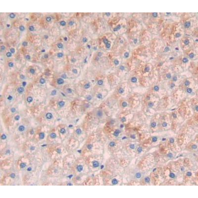 Solute Carrier Family 25 Member 20 (SLC25A20) Human Polyclonal Antibody