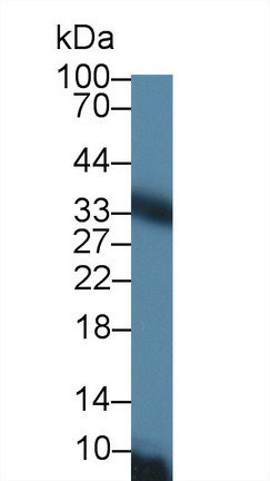 Solute Carrier Family 25 Member 20 (SLC25A20) Rat Polyclonal Antibody