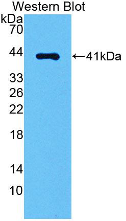 Angiotensin II Receptor 1 (AGTR1) Rat Polyclonal Antibody