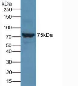 Solute Carrier Family 27 Member 5 (SLC27A5) Rat Polyclonal Antibody