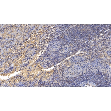 Glucocorticoid Induced Tumor Necrosis Factor Receptor (GITR) Human Polyclonal Antibody