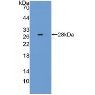 Lymphocyte Activation Gene 3 (LAG3) Mouse Polyclonal Antibody