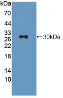 Lymphocyte Activation Gene 3 (LAG3) Rat Polyclonal Antibody