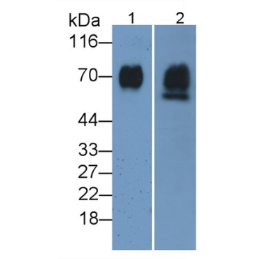 Golgi Phosphoprotein 2 (GOLPH2) Mouse Polyclonal Antibody
