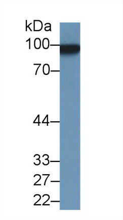 Cluster Of Differentiation 146 (CD146) Rat Polyclonal Antibody