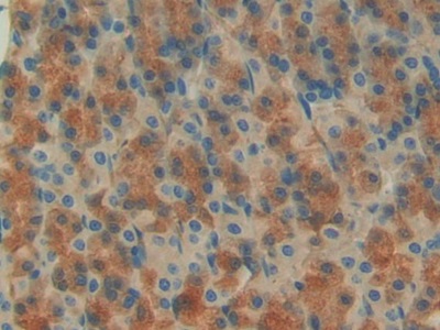 Insulin Like Growth Factor Binding Protein 7 (IGFBP7) Rat Polyclonal Antibody